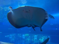 -迪拜水族馆及水下动物园