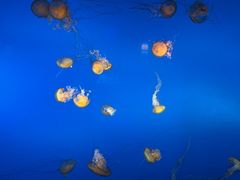 -太平洋海底世界