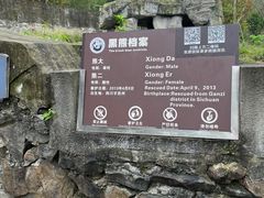 -都江堰中华大熊猫苑