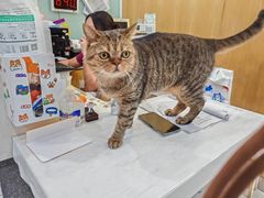 -纳吉亚猫专科动物医院博雅分院