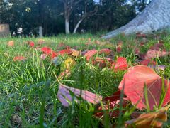 -菊花台公园