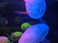 -太平洋海底世界