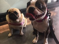 -MOLLY'S萌宠生活馆