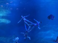 -烟台海昌鲸鲨海洋公园