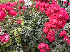 -人民公园(罗湖区)