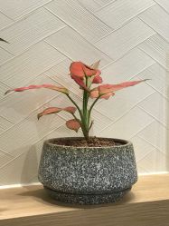 -MOCHA日式美甲·美睫