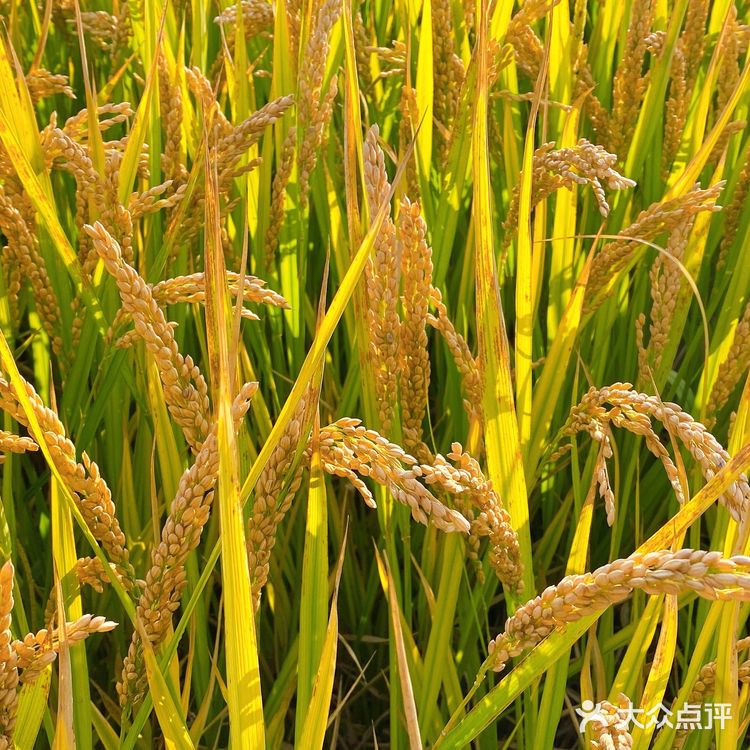 苏州望亭 御亭路98号