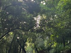 -中山市树木园