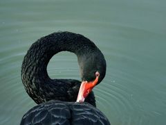 -贡湖湾湿地公园