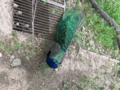 -北京麋鹿生态实验中心