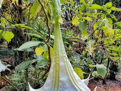 -昆明植物园