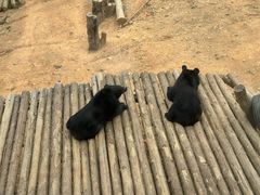 -泉州海丝野生动物世界