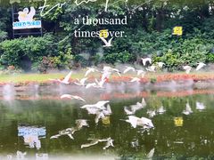 -广州长隆飞鸟乐园
