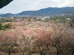 -香雪海