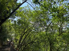 -广州白江湖森林公园