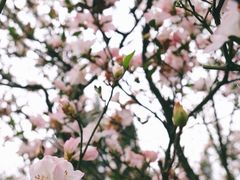 -深圳仙湖植物园