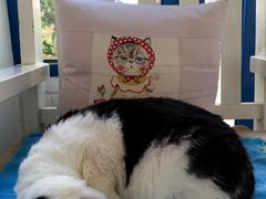 -Anne猫窝咖啡屋