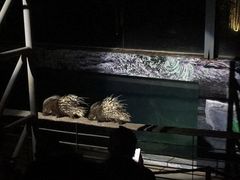 -清迈夜间动物园
