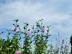 -大连金石滩滨海国家地质公园