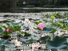 -新江湾城公园