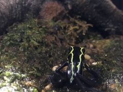 -暹罗海洋世界
