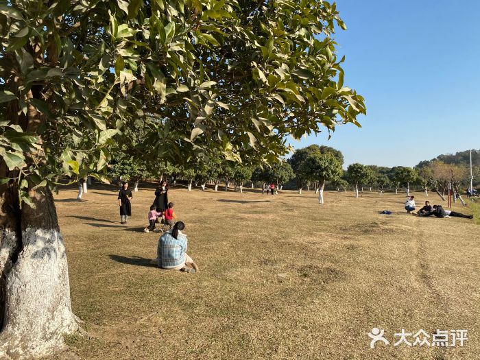 松山湖南湖湾露营营地图片