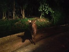 -清迈夜间动物园
