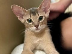 -欣宠猫屋·矮脚拿破仑·蓝金金渐层