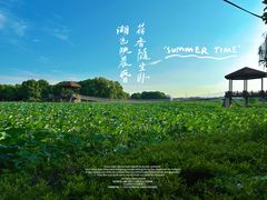 -荷塘月色湿地公园·向阳花洲