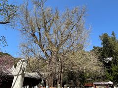 -潭柘寺景区