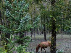 -塞罕坝国家级自然保护区
