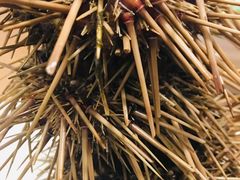 -海胆小馆(东北水饺·春柳店)