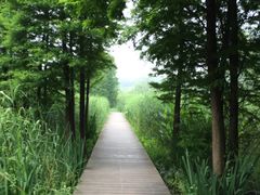 -溱湖国家湿地公园