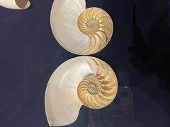 -青岛贝壳博物馆