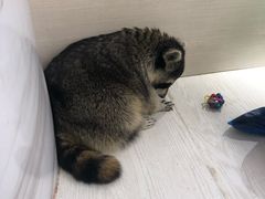 -浣熊柯尔鸭土拨鼠·电玩咖