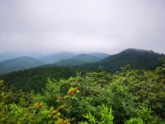 -武陵山森林公园