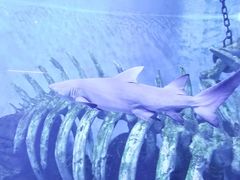 -哈尔滨波塞冬海底世界