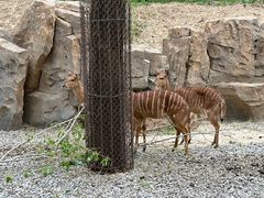 -北京野生动物园