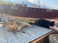 -喵屿·大理花园猫咖