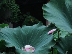 -莲湖公园