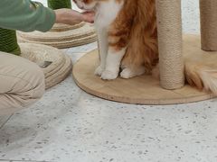 -喵园·猫主题咖啡厅·撸猫·猫咖(国贸店)