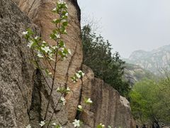 -北京凤凰岭