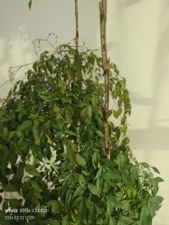 -HEYAN荷妍专业脱毛连锁机构