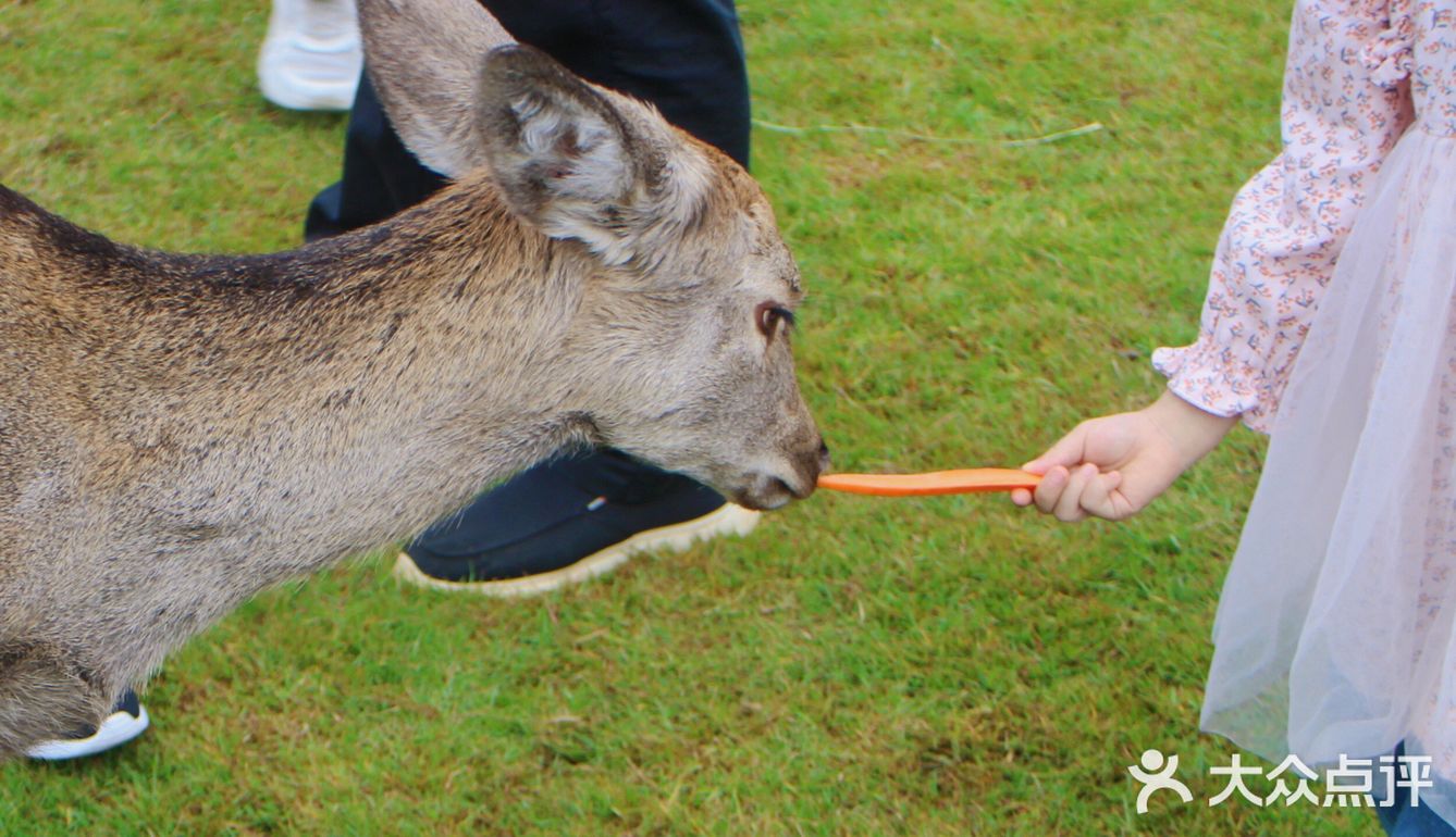 南宁鹿岛公园我来了，凑热闹真的想哭