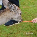 南宁鹿岛公园我来了，凑热闹真的想哭