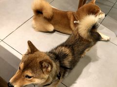 -柴务处·柴犬主题狗咖