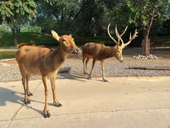 -北京野生动物园