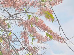 -深圳国际园林花卉博览园