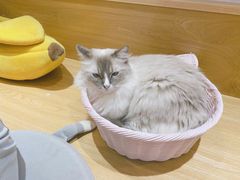 -滚猫咖啡·猫咖·猫友好撸猫(未来城店)