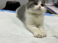 -pd派德宠物中心医院24H急重症·眼科中心·血液透析中心(嵩山北路店)